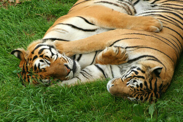 Sleeping tigers (Panthera tigris) seen from above