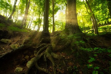 Old tree with big roots in sunny forest
