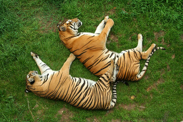 Sleeping tigers (Panthera tigris) seen from above