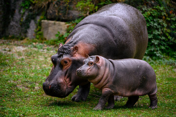 Fototapeta na wymiar Hippopotamus amphibian female with cub looking for food.