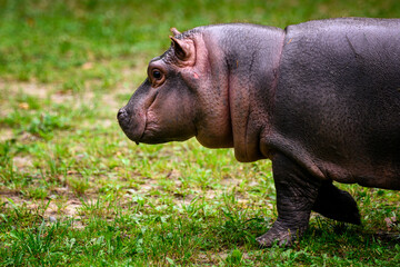Hippopotamus amphibian chick outdoors on land.