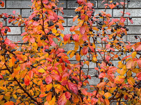 Black winter berries of cotoneaster lucidus with autumn coloured leaves