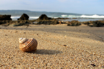 Obraz premium a snail shell washed ashore on the beach. 