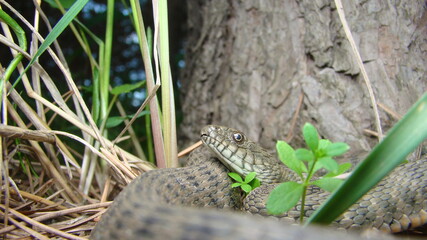 Close up of Snake .
Closeup of water snake is a non venomous. 
Snake in the woods, forest
Veterinarian exotic.
Veterinarian wildlife.
veterinary medicine.
animal, animals, reptile.