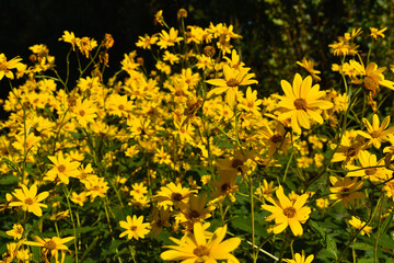 closeup of wild yellow flowers in the countryside