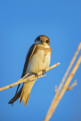 Sand Martin - Riparia riparia, beautiful shy perching bird from Euroasian sand banks, Pag island, Croatia.
