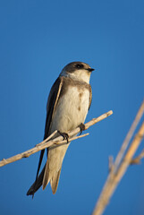 Sand Martin - Riparia riparia, beautiful shy perching bird from Euroasian sand banks, Pag island, Croatia.