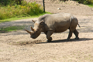 Rhino stands aggressively in an open park