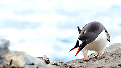 Gentoo penguin at signy isalnd antarctica