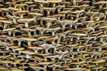 Edible mushrooms commonly known as sheathed woodtuft