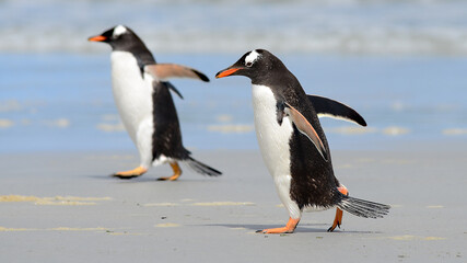 Fototapeta na wymiar Gentoo Penguin at Falkland Islands