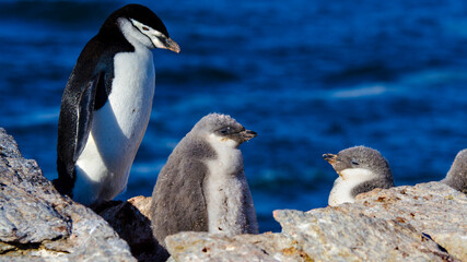 Obraz premium Chinstrip penguin at Signy Island, Antarctica
