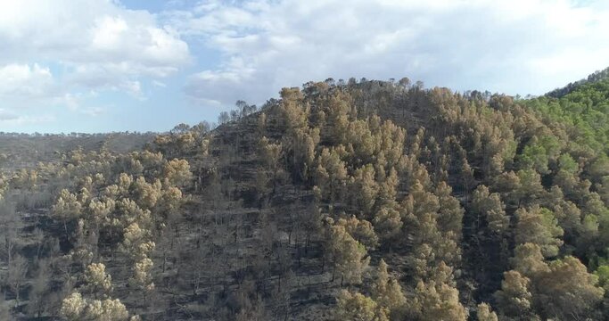pico de bosque quemado quemado