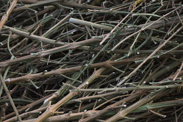 Dry hemp logs for sustainable construction.
