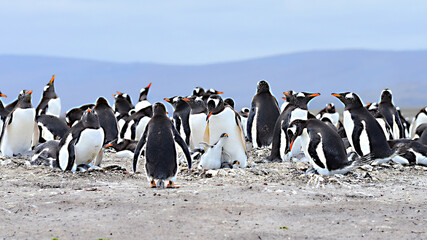 Fototapeta premium Gentoo Penguin at Falkland Islands