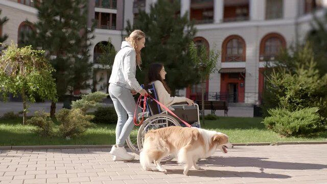 Young woman with dog riding her disabled invalid handicapped friend on wheelchair along the street. Two happy girlfriends spending time outdoors on lovely sunny day. 6k downscale 10 bit color.