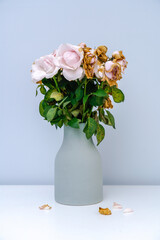 Pink withered rose. The pink roses in the vase withered.