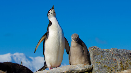Fototapeta premium Chinstrip penguin at Signy Island, Antarctica