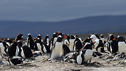 Gentoo Penguin at Falkland Islands