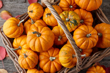 Beautiful orange mini pumpkins in basket on wooden planks