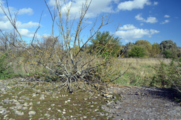 Broken concrete.Abandoned huge Soviet milk farm remains. Kiev Region