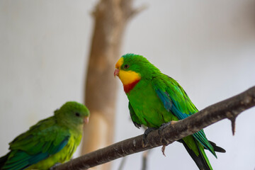 Naklejka na ściany i meble Superb parrot polytelis swainsonii beautiful bird on wooden branch, bright green colors feathers, amazing animal
