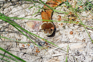 Grass snake (Natrix natrix) approaching on a footpath; its characteristic ring behind the head clearly visible. 