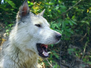 Obraz premium portrait of a wolf