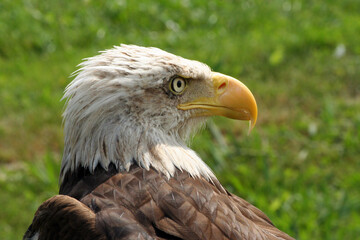 Close up of the white head of a bald eagle (Haliaeetus leucocephalus).; national bird of the United States of America 