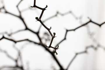 Silhouette of madagascariensis on white background.