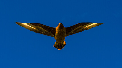 Skuas at Signy Island, Antarctica