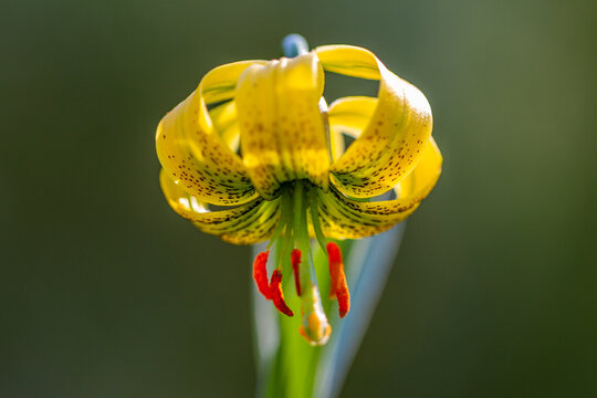 Marcolitos en el Pirineo, Flores, Lilium pyrenaicum, Macro, Marcòlic groc  Stock Photo | Adobe Stock