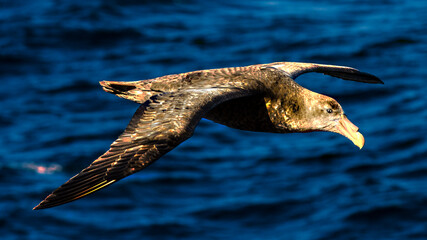 Giant Petrels at Southern Sea, Antarctica