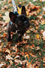 Cute French bulldog outdoors in the Park in autumn