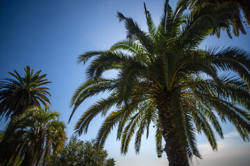 Fototapeta na wymiar Palm trees and their outlines against the blue sky