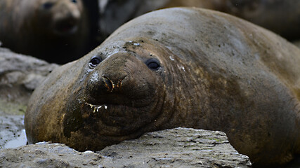 Elephant seal at Signy Island, Antarctica