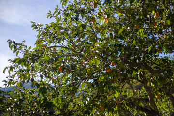 Fototapeta na wymiar a ripe orange persimmon grows on a tree