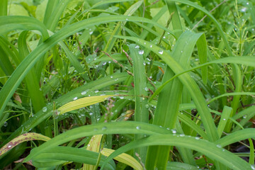 Obraz premium grass on the bank with raindrops