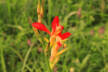 Red and yellow flower
