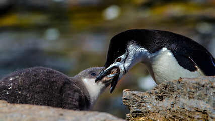 Mother penguin feeding vomit to a chick at Signy Island, Antarctica