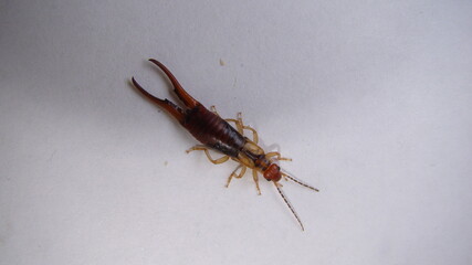 Close up of Earwig on a white background insect isolated Closeup earwigs Earwigs will use their pincers to defend themselves. close up insect, insects, animals, animal, bug, bugs, wildlife wild nature