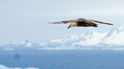 Giant Petrel bird at Signy Island, Antarctica