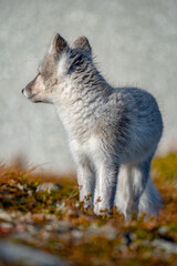Arctic fox cub în the mountains of Norway. 