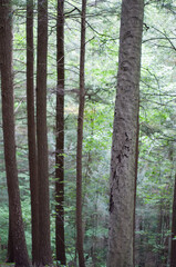 Stand of Trees FL NY