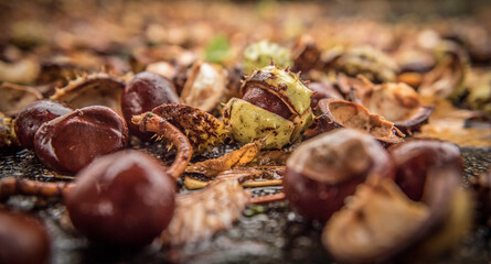 Herbst