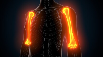 3d illustration of human skeleton anatomy humerus bone © PIC4U