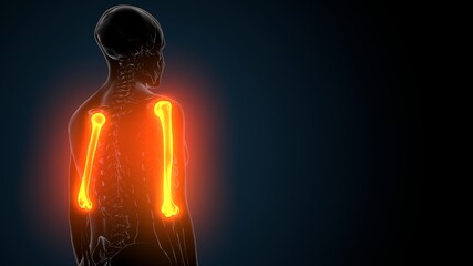 3d illustration of human skeleton anatomy humerus bone © PIC4U