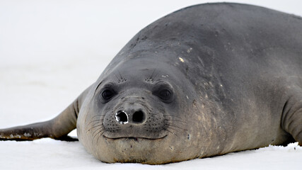 Elephant seal at Signy Island, Antarctica