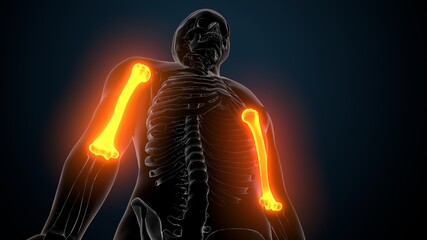 3d illustration of human skeleton anatomy humerus bone