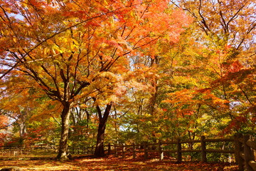 Fototapeta premium 秋の風景